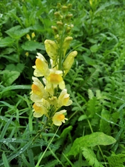 Linaria vulgaris