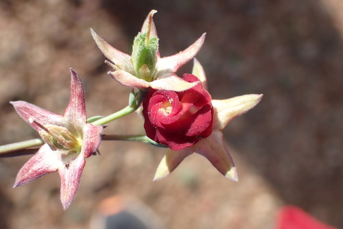 Image of Hermannia filifolia by no rights reserved