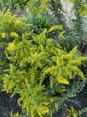 Solidago