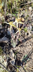 Caladenia straminichila