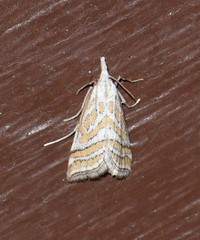 Leptosteges parthenialis