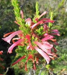 Erica curviflora curviflora
