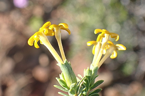 Image of Lasiosiphon deserticola by no rights reserved