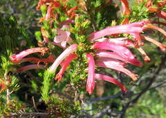 Erica curviflora curviflora