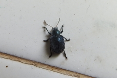 Trichochrysea