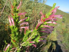 Erica curviflora curviflora