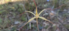 Caladenia straminichila
