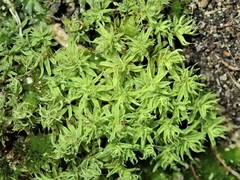 Pseudocrossidium crinitum