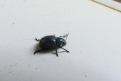 Trichochrysea