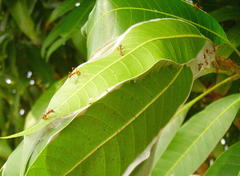 Oecophylla longinoda