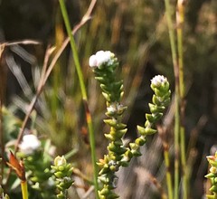 Phylica humilis