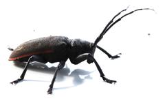 Ceroplesis ferrugator