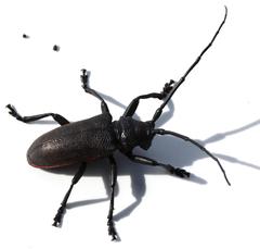 Ceroplesis ferrugator