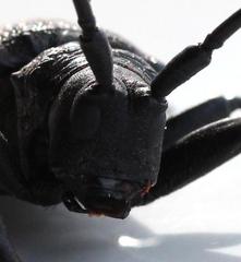 Ceroplesis ferrugator