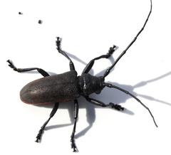 Ceroplesis ferrugator