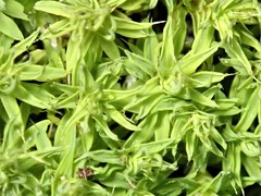 Pseudocrossidium crinitum