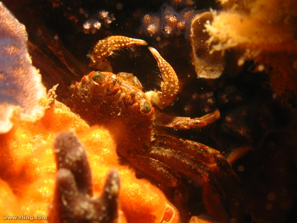 Guinusia
