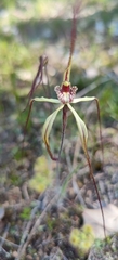 Caladenia chapmanii