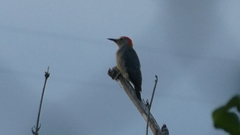 Melanerpes aurifrons