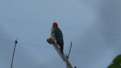 Melanerpes aurifrons