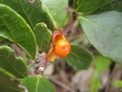 Maytenus procumbens