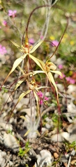 Caladenia straminichila