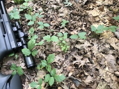 Rubus steelei