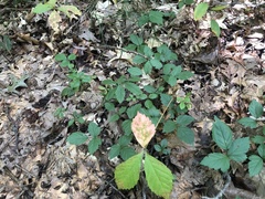 Rubus steelei