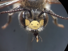 Andrena labialis