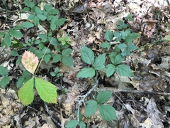 Rubus steelei