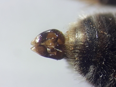 Andrena labialis