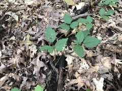 Rubus steelei