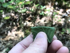 Rubus steelei
