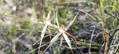Caladenia polychroma