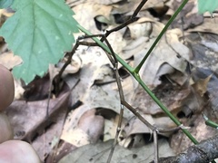 Rubus steelei