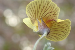 Lotononis dahlgrenii