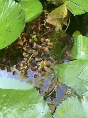 Ludwigia repens