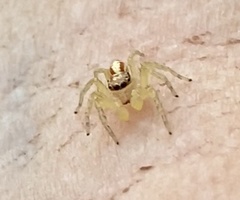 Cytaea alburna