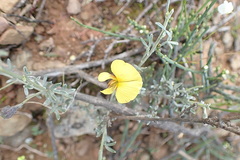 Lotononis dahlgrenii