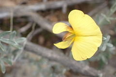 Lotononis dahlgrenii