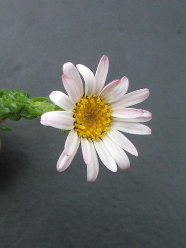 River Felicia (Felicia westiae)
