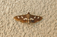 Desmia subdivisalis