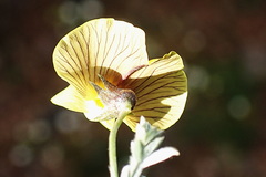 Lotononis dahlgrenii