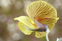 Lotononis dahlgrenii