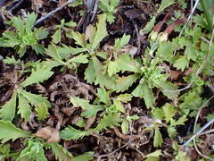 Osmitopsis dentata