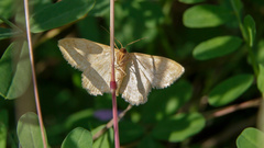 Idaea rufaria