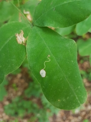 Leucoptera laburnella