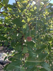 Cephalanthus occidentalis