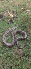 Epicrates maurus