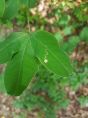 Leucoptera laburnella